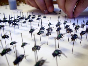 moscas en entomologia UST