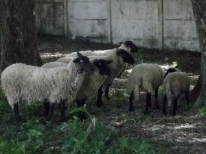 ovejas robadas en ercilla
