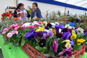 Expo Flores y Jardines en Temuco