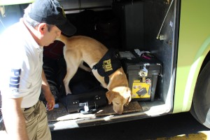 perro de la PDI Temuco buscando drogas en buses