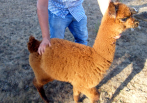 alpaca robada en metrenco