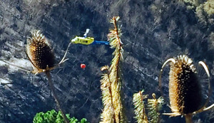 helicóptero combate incendio forestal en Galvarino