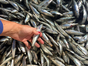 sardinas varadas queule